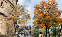 Giới trẻ thích thú chụp ảnh Hà Nội mùa thay lá đẹp ngỡ như ở trời Âu