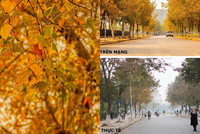 Con đường lá phong đỏ được mệnh danh “Seoul giữa lòng Hà Nội“: Ảnh thực tế khác xa!