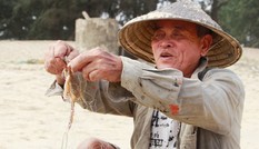Kiếm tiền triệu mỗi ngày trong mùa đánh bắt ghẹ