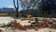 Hiệu trưởng ĐH Lâm nghiệp: Phượng vỹ đổ chết người, lỗi đâu phải cây xanh