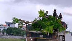 Nhổ toàn bộ hàng cây lâu năm xâm phạm đê sông Đáy