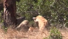 VIDEO: Linh cẩu vô tình giúp linh dương Impala thoát nanh vuốt báo