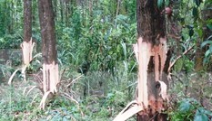 Bí thư Đảng ủy kiêm Chủ tịch UBND xã lén chặt phá rừng của dân?