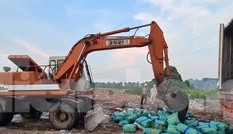Tiêu hủy 24 tấn nội tạng, tai lưỡi lợn nhiễm dịch tả châu Phi