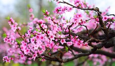 Con đường hoa đào nở đỏ rực ở Hà Nội báo hiệu Tết đã cận kề