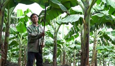 Trồng chuối trên đá núi lửa doanh thu gần 600 triệu mỗi năm