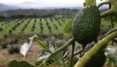 Trang trại trồng bơ có thể gây động đất ở Mexico