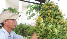 Độc chiêu “thổi hồn” cho quất kiểng kiếm tiền triệu