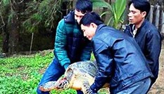 Phát hiện rùa quý hiếm lạc vào đầm Cầu Hai