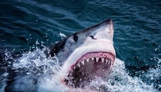 Cá mập trắng 6 mét gãy răng vì cắn thuyền kayak của thợ lặn