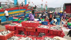 Vào bờ tránh bão, ngư dân Bãi Ngang vẫn có khoang thuyền đầy ắp cá