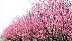 Nghệ An không có đào rừng, người dân thoải mái buôn bán