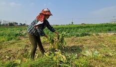 Nghệ An: Rau ế ẩm, nông dân mang về... cho bò ăn