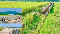 Nhà thầu 'bặt vô âm tín', hàng chục tấn xi măng hóa đá giữa cánh đồng