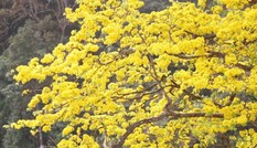 Mai vàng cổ thụ bung nở vàng ruộm trên đỉnh non thiêng Yên Tử