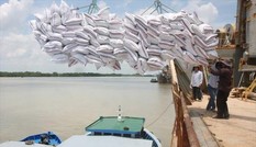 39 doanh nghiệp chỉ gom được 70% số gạo xuất khẩu