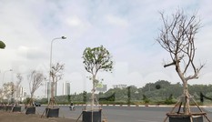 Cách trồng cây ‘khác lạ’ trên vỉa hè Hà Nội