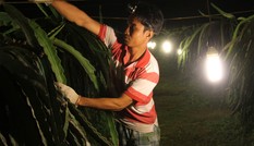 Đầu tư cấp điện cho “thủ phủ” cây thanh long