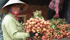 Vải thiều Lục Ngạn có thể xuất sang Nhật Bản, châu Âu