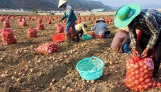 Khoai tây, hành Đà Lạt tăng giá từng ngày