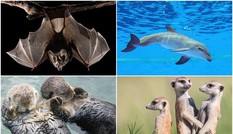 1001 thắc mắc: Loài nào vừa bay vừa ngủ?