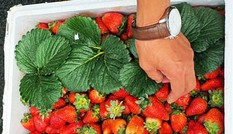 Dâu tây Trung Quốc nhập khẩu về Đà Lạt có dư lượng thuốc trừ sâu cao gấp 3 lần