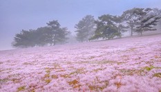 Đồi cỏ hồng Lâm Đồng khiến du khách mê mẩn