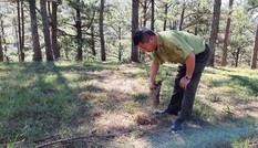 Thủ đoạn tinh vi cưa hạ, ‘phi tang’ 31 cây rừng phòng hộ ở Đà Lạt