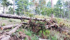 Lâm Đồng: Chấm dứt dự án sân golf theo kết luận của Thanh tra Chính phủ
