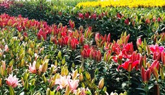 Đà Lạt tung ra thị trường nhiều giống hoa độc, lạ dịp Tết Nguyên đán