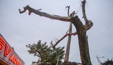 Hàng cây sưa 'trăm tỷ' chết khô trên phố Hà Nội sẽ xử lý thế nào?