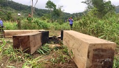Những vụ phá rừng nào khiến Chủ tịch UBND huyện Ia Pa bị xử lý ?