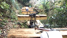 Công ty khai thác sâm Ngọc Linh liên tục để mất rừng