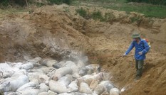 Phát hiện ổ bệnh dịch tả lợn châu Phi tại Nha Trang