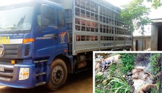 Trung Quốc dừng nhập khẩu lợn: Lợn 'quay đầu' về đâu?