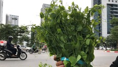 Thị trường 15/11: Sự thật táo đá 10.000 đồng/kg, rau dại đi 'chuyên cơ' giá đắt ngang thịt