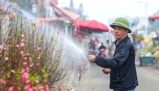 Thị trường 29/12: Phát hiện 80kg tôm tươi bơm hóa chất, tìm hướng bán đào Nhật Tân nở sớm