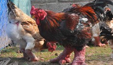 Thị trường 21/1: Săn lùng gà Đông Tảo ăn Tết, dịch vụ thuê xe cuối năm lâm cảnh chợ chiều