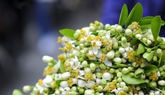 Thị trường 23/2: Tàu du lịch Hạ Long 'chết lặng', hoa bưởi 'cháy hàng' cận rằm tháng Giêng