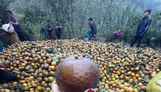 Thị trường 28/2: Cam sành rớt giá thê thảm, mất tiền ‘oan’ mua máy bóc hạt hướng dương