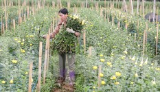 Rằm tháng Giêng, làng Tây Tựu lo 'sốt vó' vì hoa ế ẩm