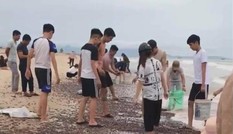 Ốc 'lạ' dạt kín đặc bờ biển Quảng Bình: Chi cục Thủy sản nói gì?