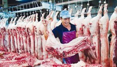 Sau lệnh cấm xuất khẩu tiểu ngạch, giá lợn hơi chững lại