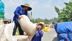 Hạn chế xuất khẩu gạo và lo dự trữ gấp: Tuột cơ hội bán được giá