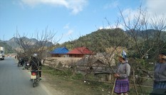 Ðào là cây thoát nghèo, có thể dán tem để 'thông quan'