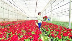 Những ông Tây sang Việt Nam lập nghiệp