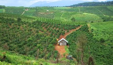 Cấp đất, giao rừng 'nhầm' cho cán bộ: Có thu hồi được không?