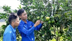 Chàng trai biến sỏi đá thành… cam