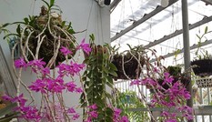 Ám ảnh lan đột biến