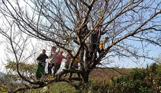 'Đào rừng' khó về xuôi: Dân buôn bỏ cuộc, người trồng lo